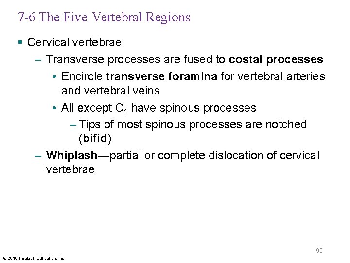 7 -6 The Five Vertebral Regions § Cervical vertebrae – Transverse processes are fused