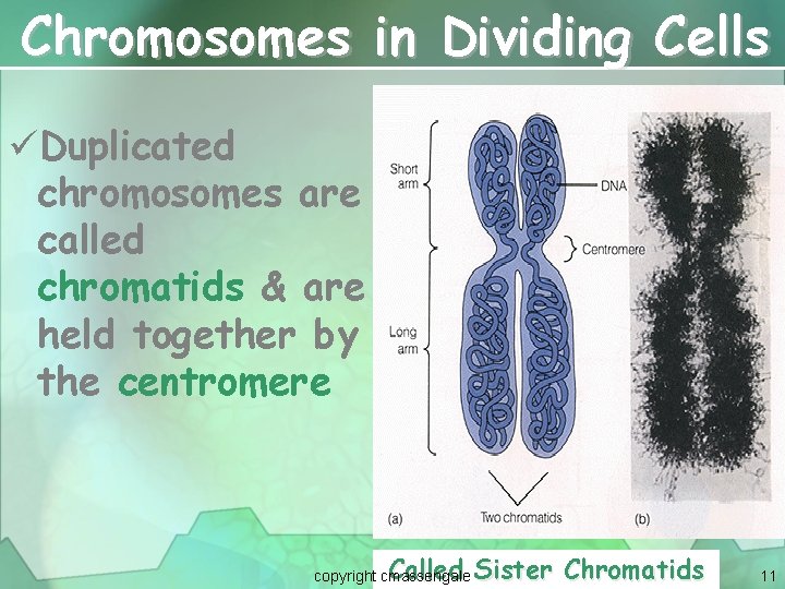 Chromosomes in Dividing Cells üDuplicated chromosomes are called chromatids & are held together by