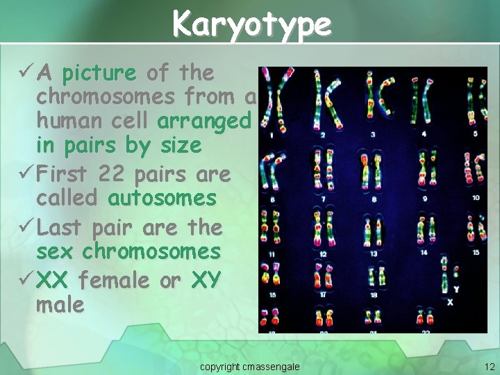 Karyotype ü A picture of the chromosomes from a human cell arranged in pairs