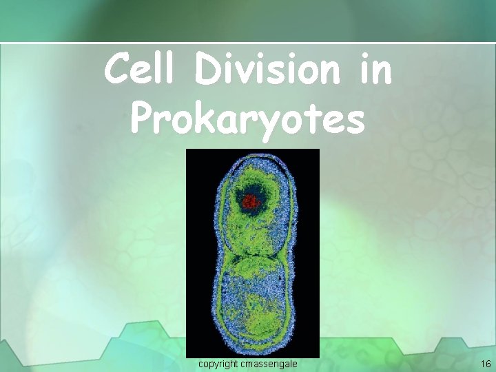 Cell Division in Prokaryotes copyright cmassengale 16 