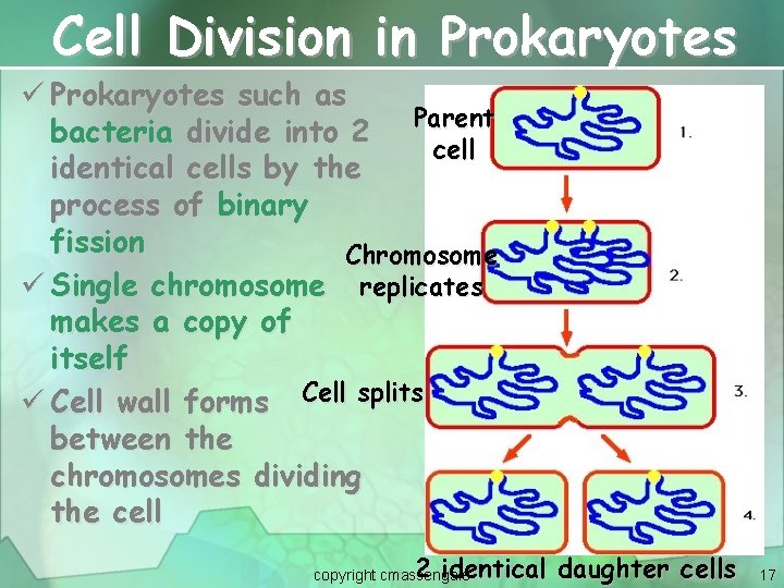 Cell Division in Prokaryotes ü Prokaryotes such as bacteria divide into 2 Parent cell