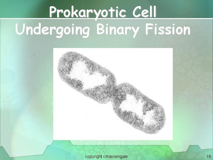 Prokaryotic Cell Undergoing Binary Fission copyright cmassengale 18 