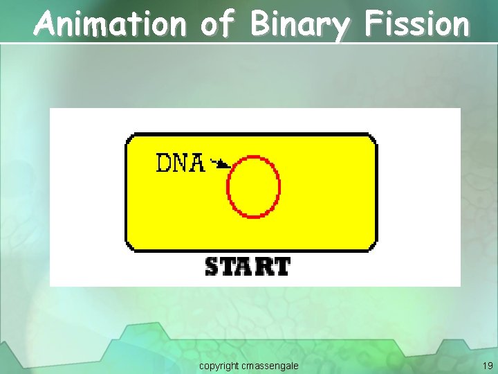 Animation of Binary Fission copyright cmassengale 19 