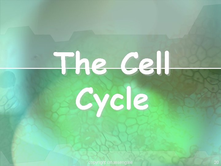 The Cell Cycle copyright cmassengale 20 