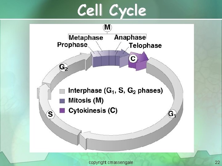 Cell Cycle copyright cmassengale 22 