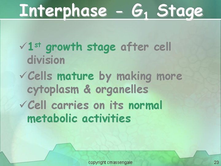 Interphase - G 1 Stage ü 1 st growth stage after cell division üCells