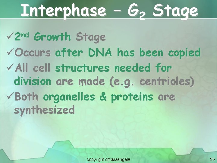 Interphase – G 2 Stage ü 2 nd Growth Stage üOccurs after DNA has