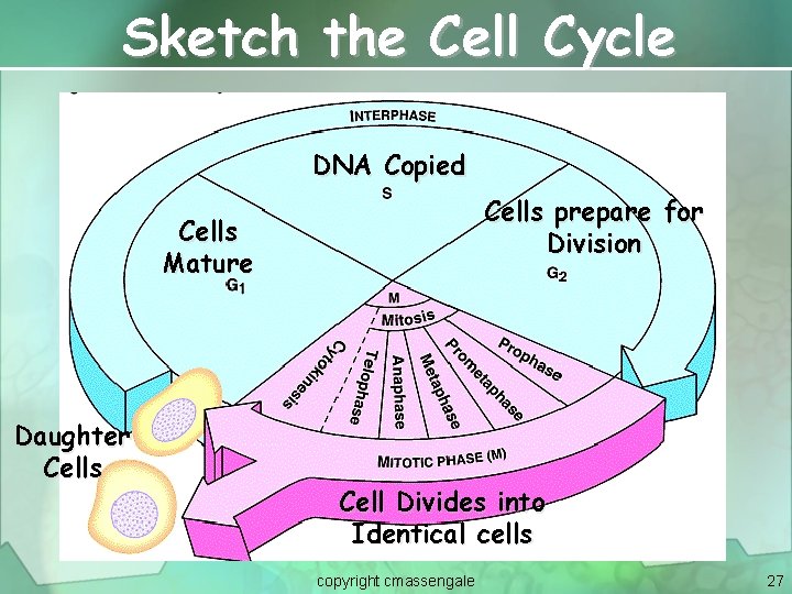 Sketch the Cell Cycle DNA Copied Cells prepare for Division Cells Mature Daughter Cells