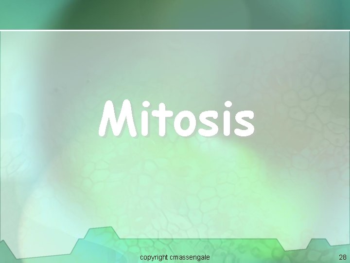 Mitosis copyright cmassengale 28 