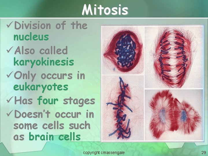 Mitosis üDivision of the nucleus üAlso called karyokinesis üOnly occurs in eukaryotes üHas four