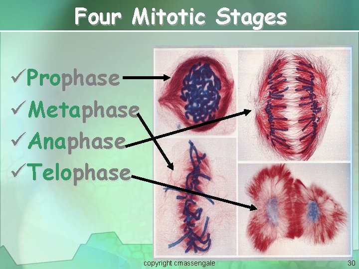 Four Mitotic Stages üProphase üMetaphase üAnaphase üTelophase copyright cmassengale 30 