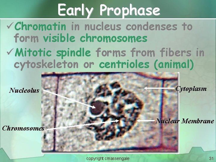 Early Prophase üChromatin in nucleus condenses to form visible chromosomes üMitotic spindle forms from