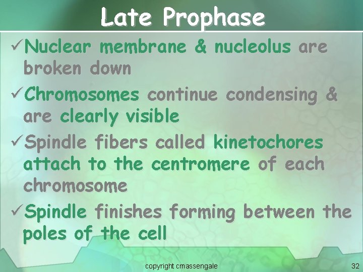 Late Prophase üNuclear membrane & nucleolus are broken down üChromosomes continue condensing & are