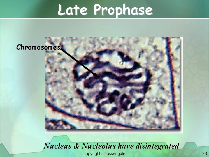 Late Prophase Chromosomes Nucleus & Nucleolus have disintegrated copyright cmassengale 33 