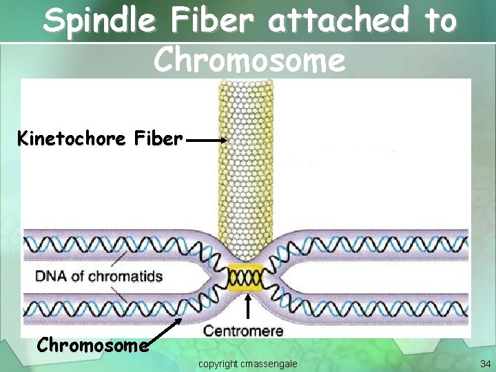 Spindle Fiber attached to Chromosome Kinetochore Fiber Chromosome copyright cmassengale 34 