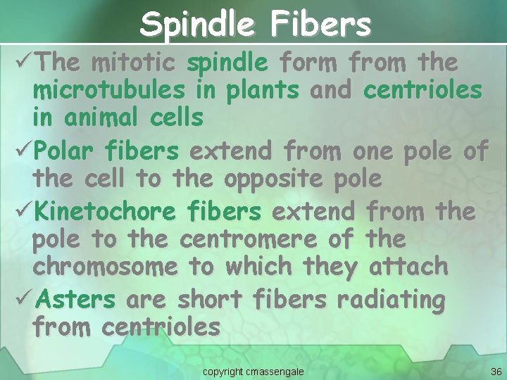 Spindle Fibers üThe mitotic spindle form from the microtubules in plants and centrioles in