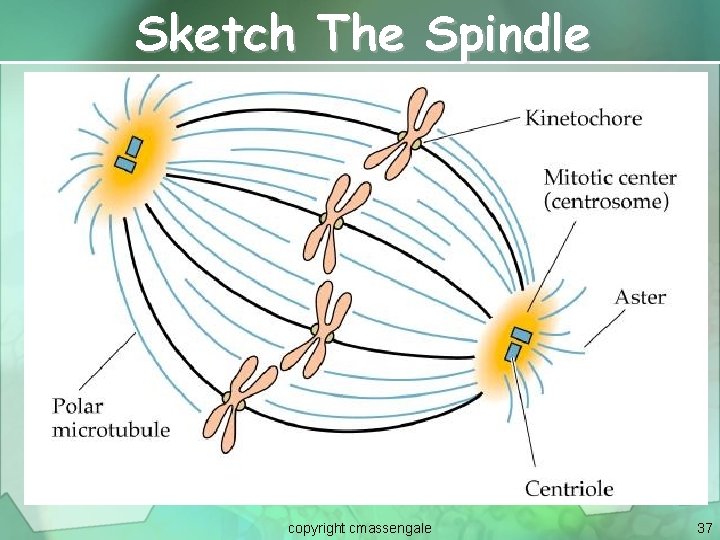 Sketch The Spindle copyright cmassengale 37 