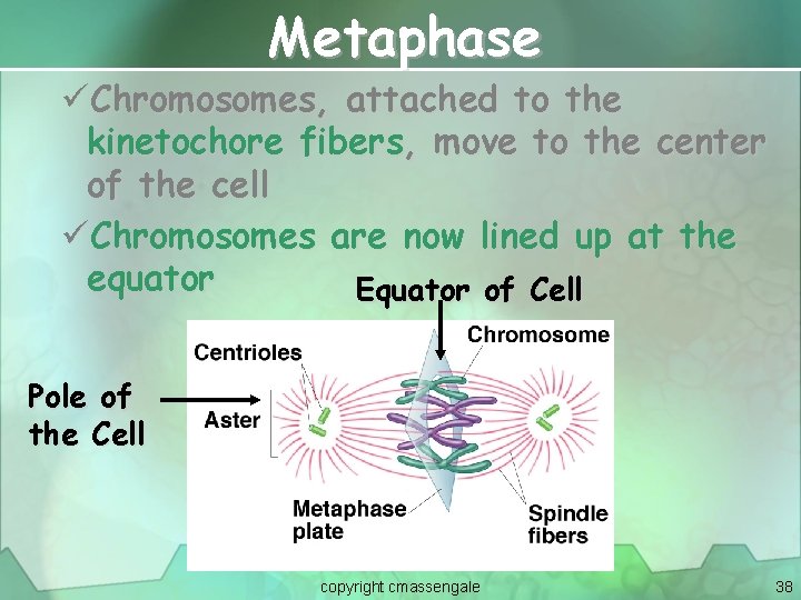 Metaphase üChromosomes, attached to the kinetochore fibers, move to the center of the cell