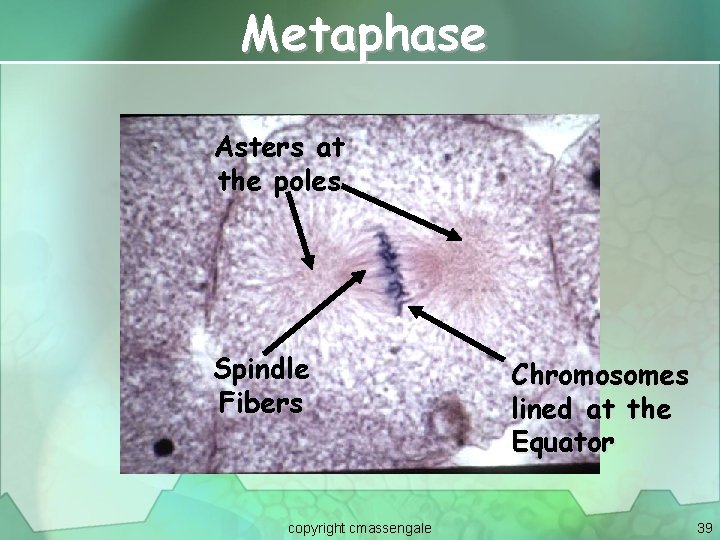 Metaphase Asters at the poles Spindle Fibers copyright cmassengale Chromosomes lined at the Equator