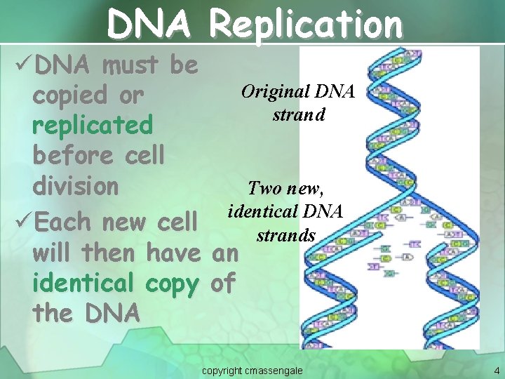 DNA Replication üDNA must be copied or replicated before cell division üEach new cell