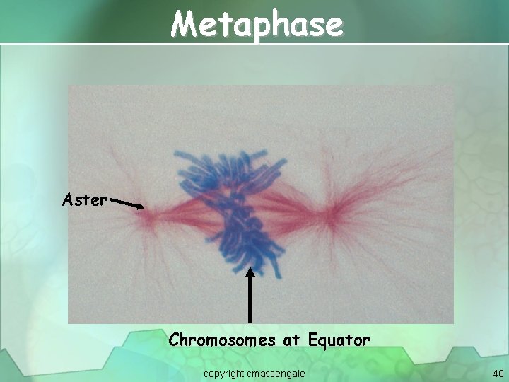 Metaphase Aster Chromosomes at Equator copyright cmassengale 40 