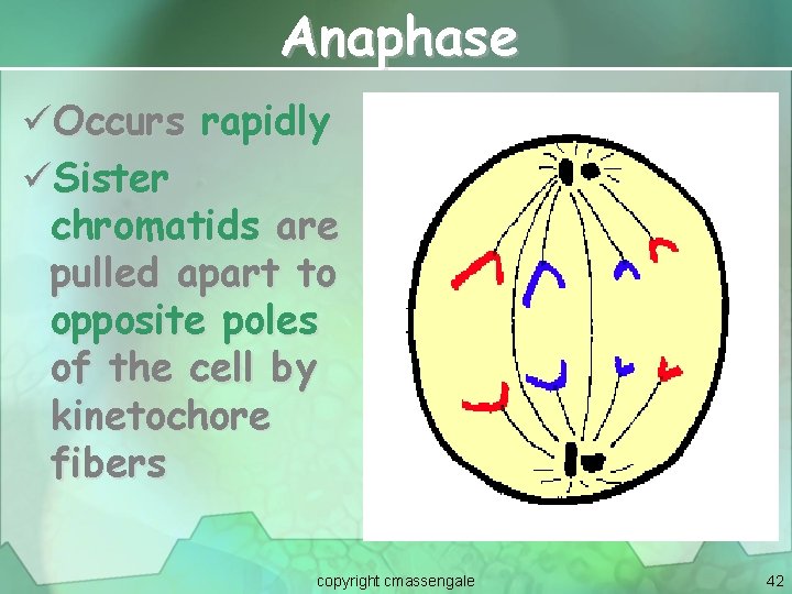 Anaphase üOccurs rapidly üSister chromatids are pulled apart to opposite poles of the cell