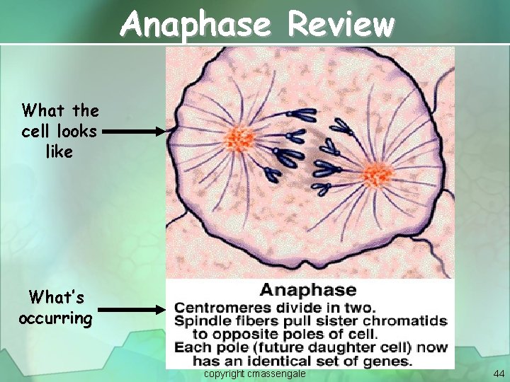 Anaphase Review What the cell looks like What’s occurring copyright cmassengale 44 