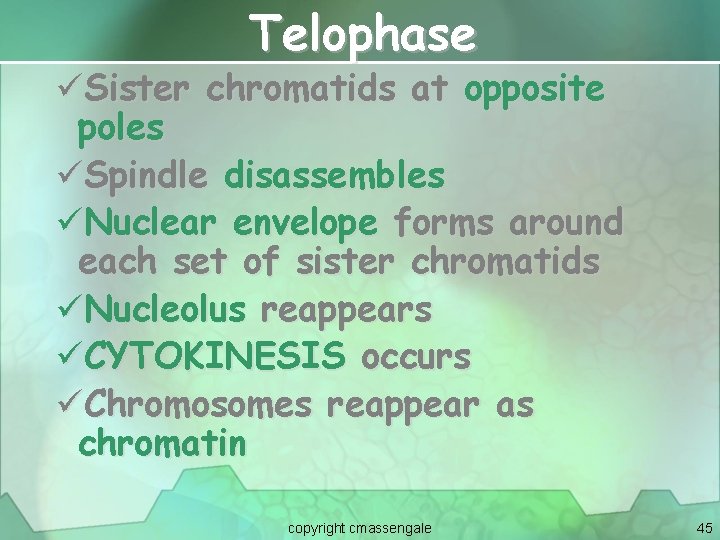 Telophase üSister chromatids at opposite poles üSpindle disassembles üNuclear envelope forms around each set