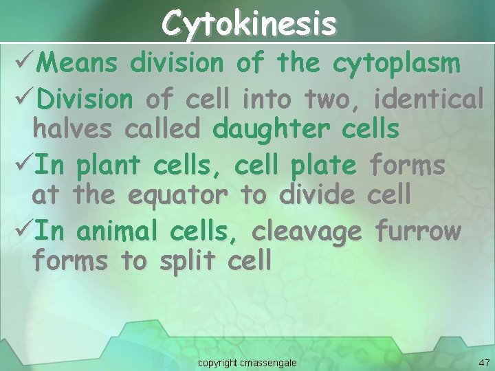 Cytokinesis üMeans division of the cytoplasm üDivision of cell into two, identical halves called