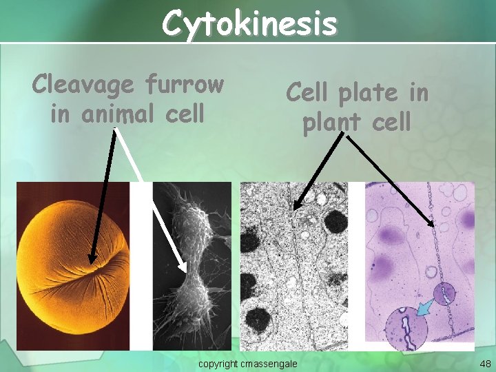 Cytokinesis Cleavage furrow in animal cell Cell plate in plant cell copyright cmassengale 48