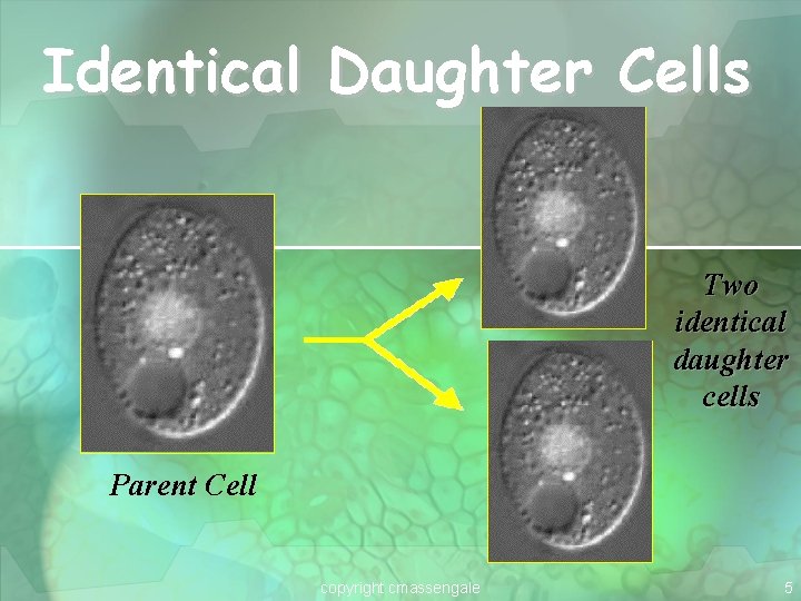 Identical Daughter Cells Two identical daughter cells Parent Cell copyright cmassengale 5 