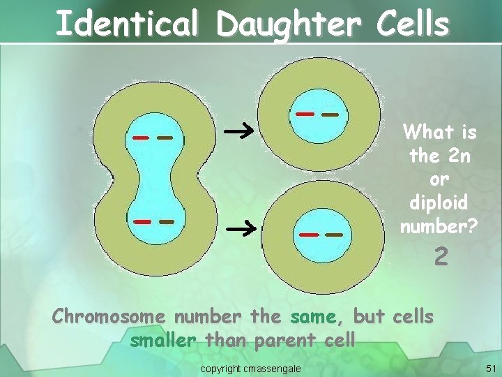 Identical Daughter Cells What is the 2 n or diploid number? 2 Chromosome number