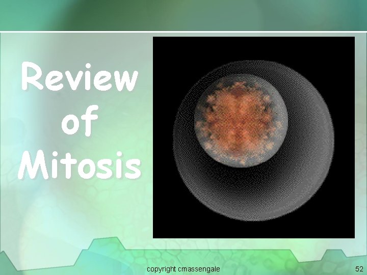 Review of Mitosis copyright cmassengale 52 