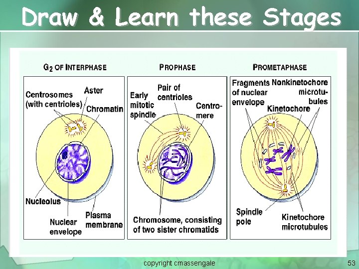 Draw & Learn these Stages copyright cmassengale 53 