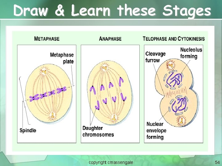 Draw & Learn these Stages copyright cmassengale 54 