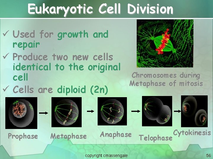 Eukaryotic Cell Division ü Used for growth and repair ü Produce two new cells