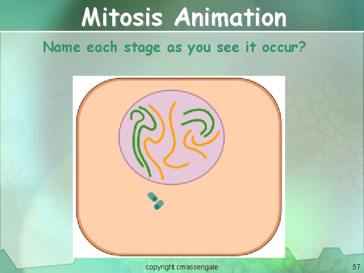 Mitosis Animation Name each stage as you see it occur? copyright cmassengale 57 