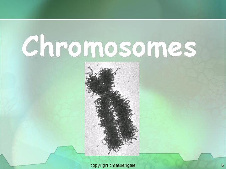 Chromosomes copyright cmassengale 6 