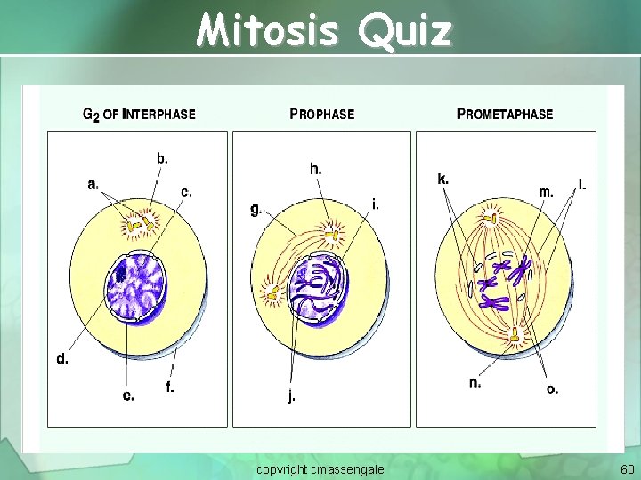 Mitosis Quiz copyright cmassengale 60 