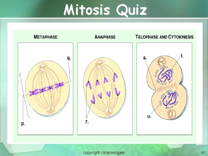 Mitosis Quiz copyright cmassengale 61 