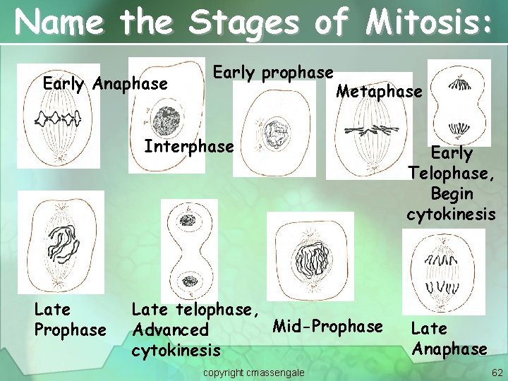 Name the Stages of Mitosis: Early Anaphase Early prophase Metaphase Interphase Late Prophase Late