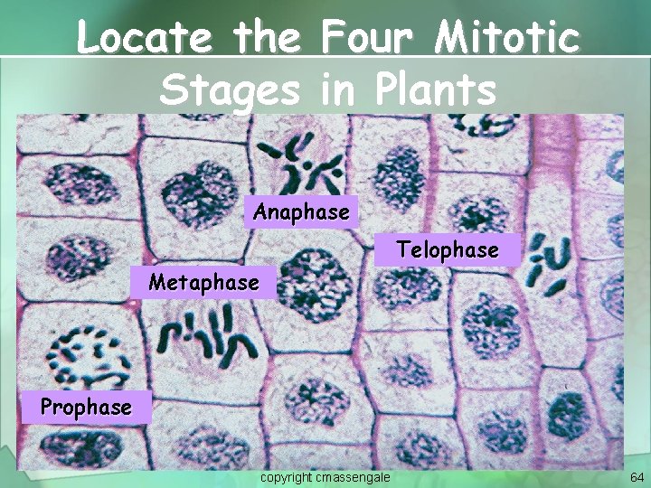 Locate the Four Mitotic Stages in Plants Anaphase Telophase Metaphase Prophase copyright cmassengale 64