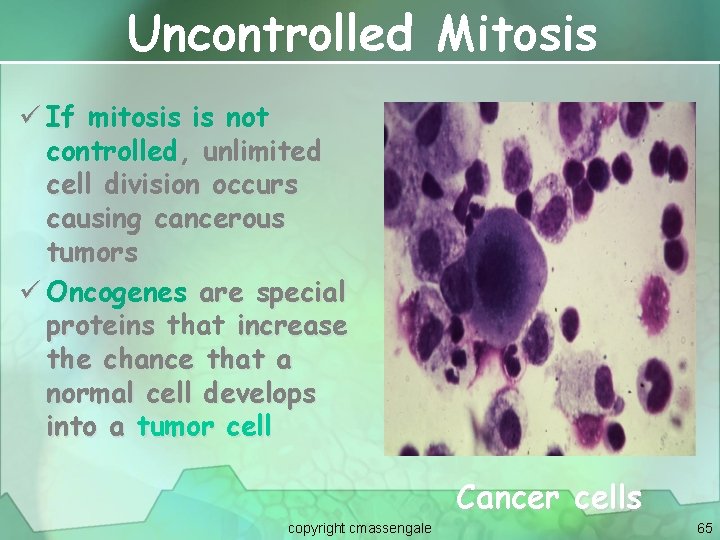 Uncontrolled Mitosis ü If mitosis is not controlled, unlimited cell division occurs causing cancerous