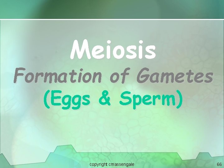 Meiosis Formation of Gametes (Eggs & Sperm) copyright cmassengale 66 