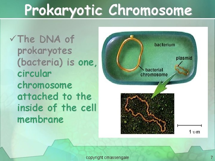 Prokaryotic Chromosome ü The DNA of prokaryotes (bacteria) is one, circular chromosome attached to
