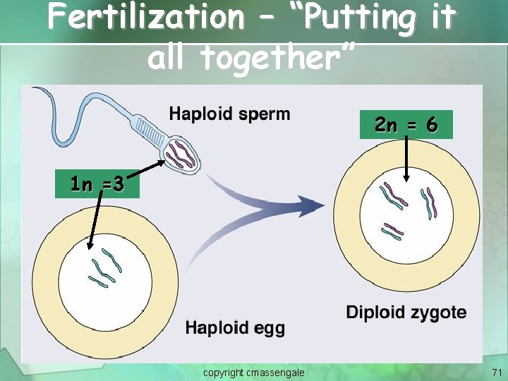 Fertilization – “Putting it all together” 2 n = 6 1 n =3 copyright