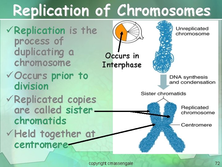 Replication of Chromosomes ü Replication is the process of duplicating a chromosome ü Occurs