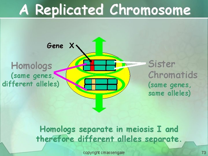 A Replicated Chromosome Gene X Sister Chromatids Homologs (same genes, different alleles) (same genes,