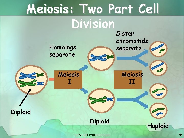 Meiosis: Two Part Cell Division Sister chromatids separate Homologs separate Meiosis II Diploid copyright