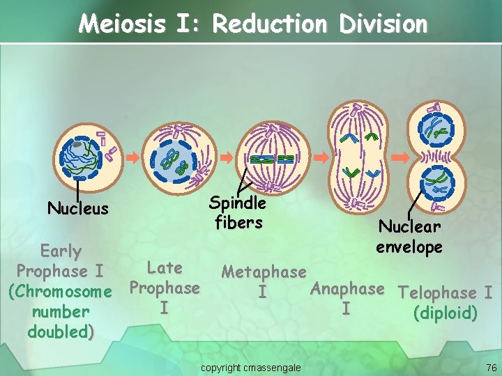 Meiosis I: Reduction Division Spindle fibers Nucleus Early Late Prophase I (Chromosome Prophase I